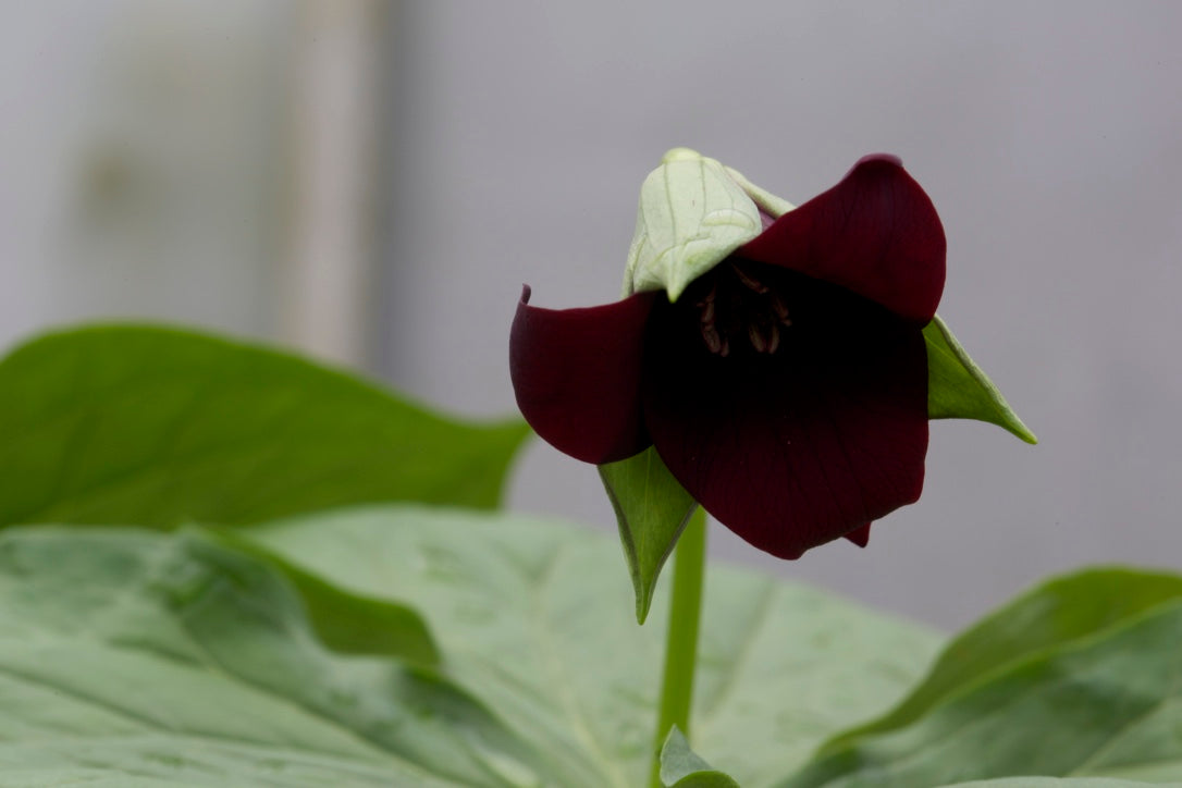 Trillium sulcatum