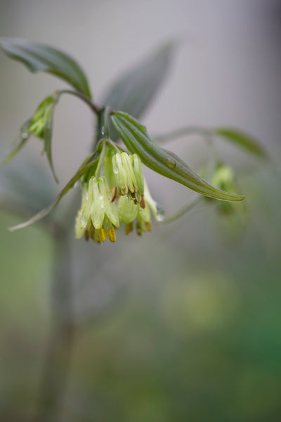Disporum longistylum ‘Night Heron’ seedlings