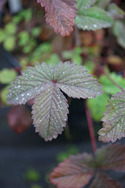 Potentilla micrantha 'Purple Haze'