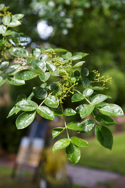 Zanthoxylum americanum