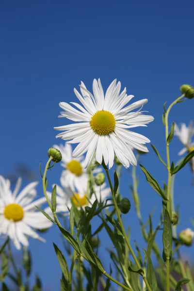 Leucanthemella serotina AGM