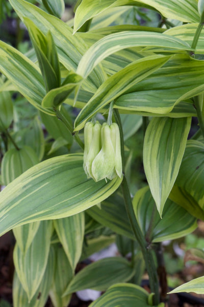 Disporum sessile ‘Aureovariegatum’