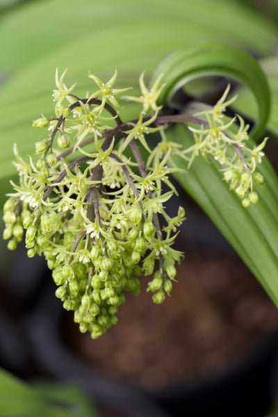 Maianthemum tatsienense