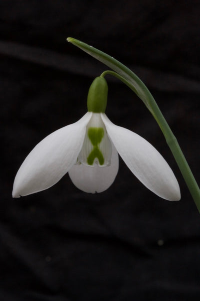 Galanthus ‘Walker Canada’