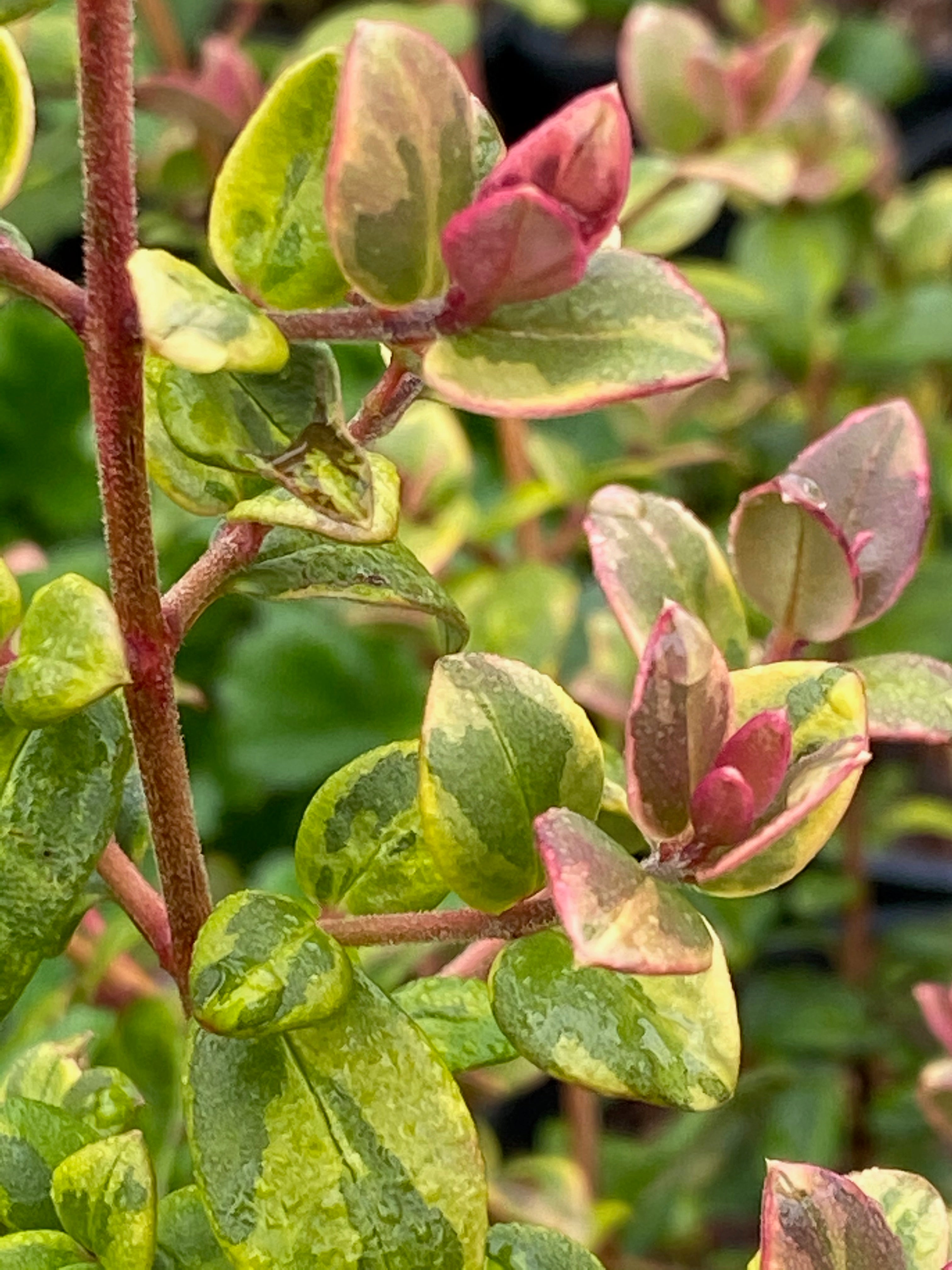 Ugni molinae ‘Variegata’