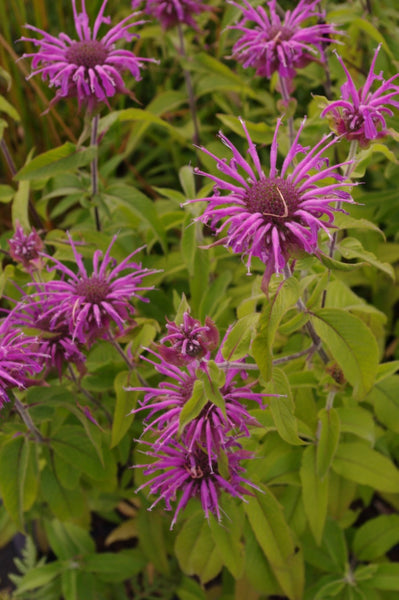 Monarda ‘Violet Queen’ AGM