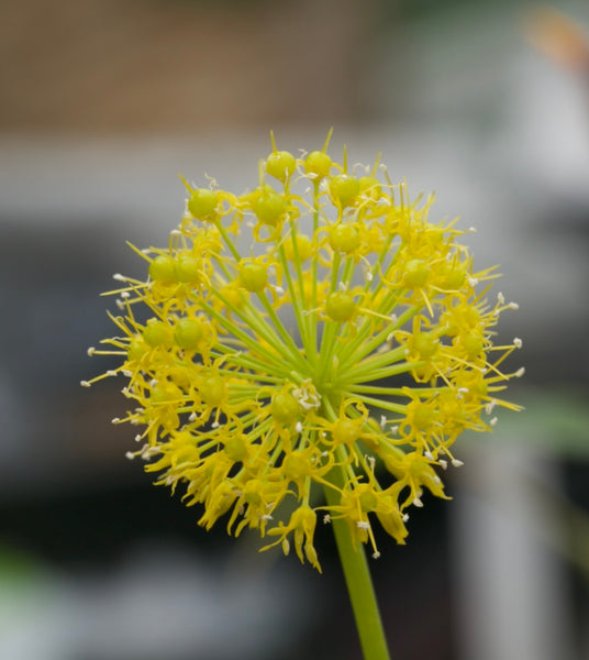 Allium hookeri var. muliense