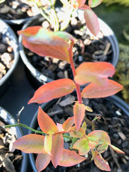 Vaccinium ‘Pink Bon Bon’