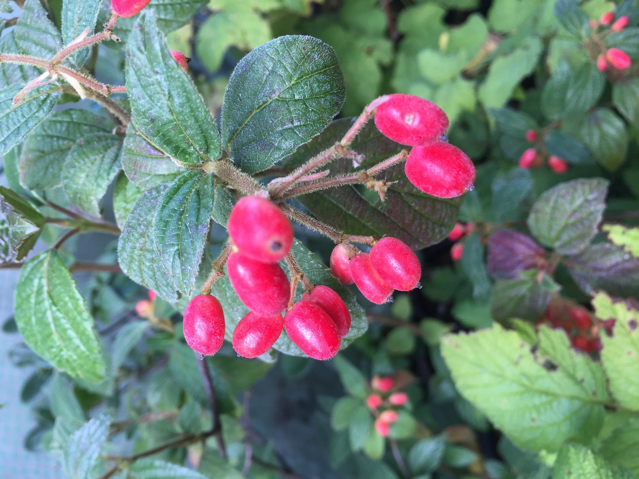 Viburnum hoanglienense PAB7833