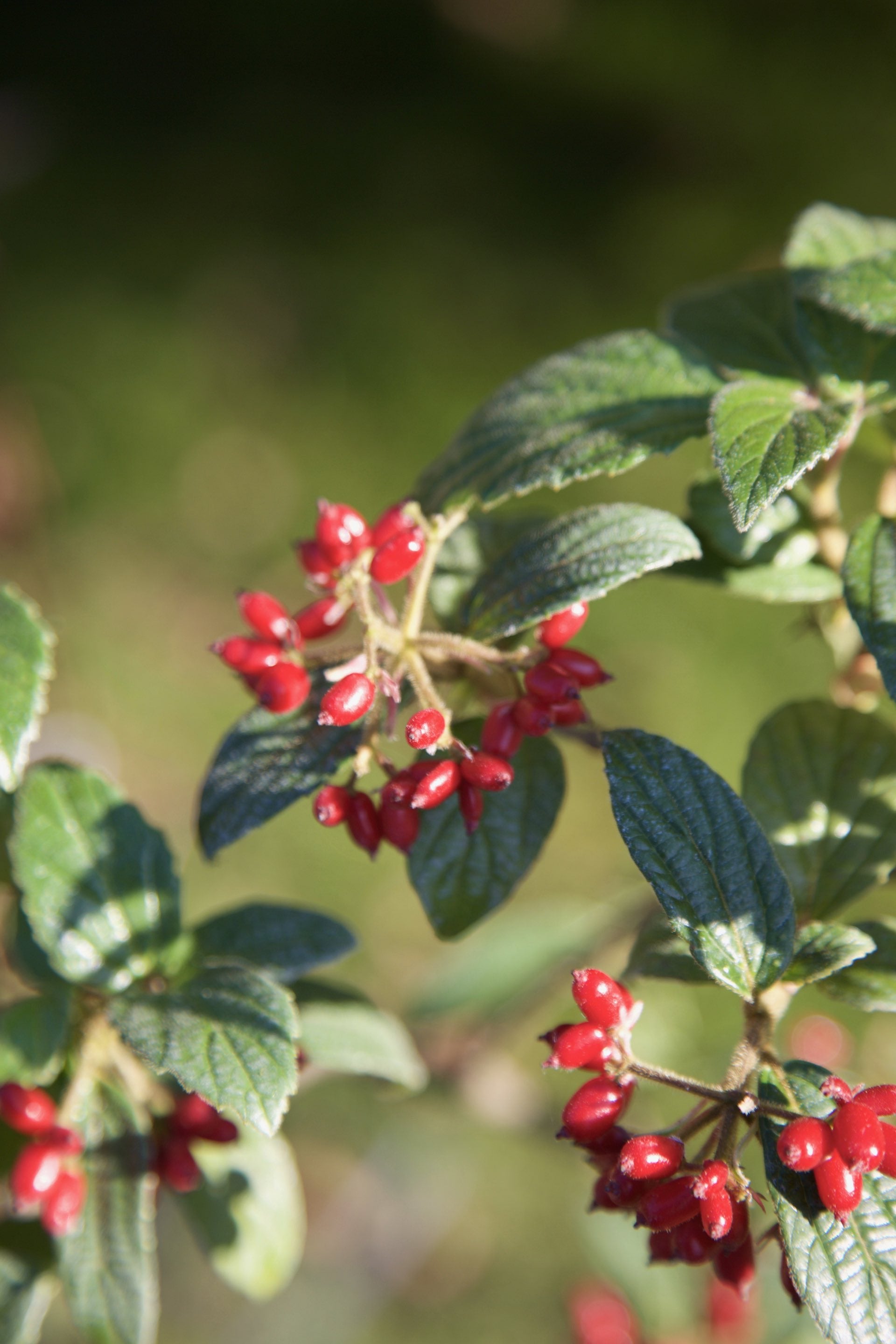 Viburnum hoanglienense PAB7833