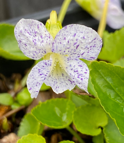 Viola sororia ‘Freckles’