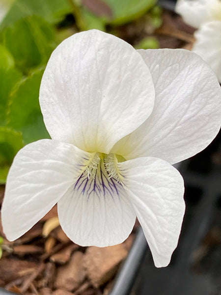 Viola sororia ‘Albiflora’ AGM