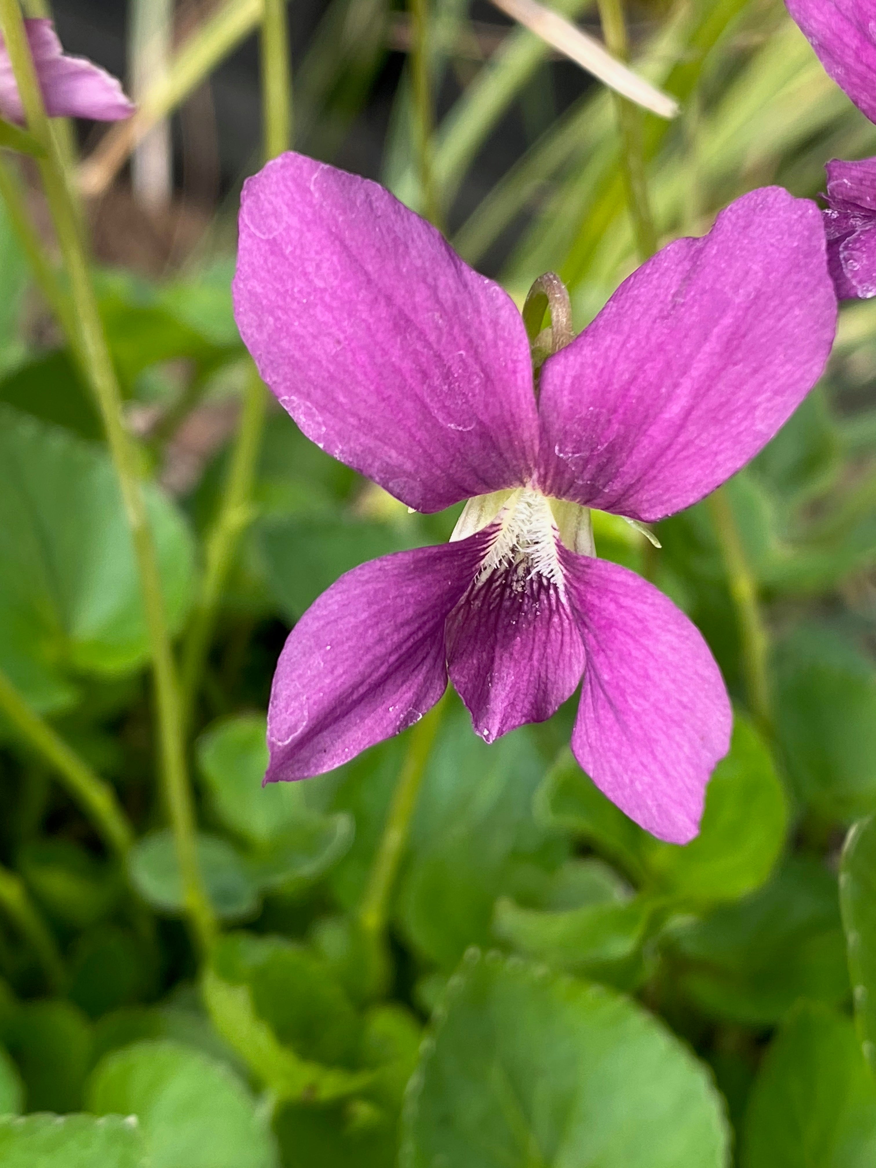 Viola ‘Red Giant’