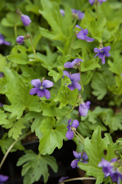 Viola 'Abi'