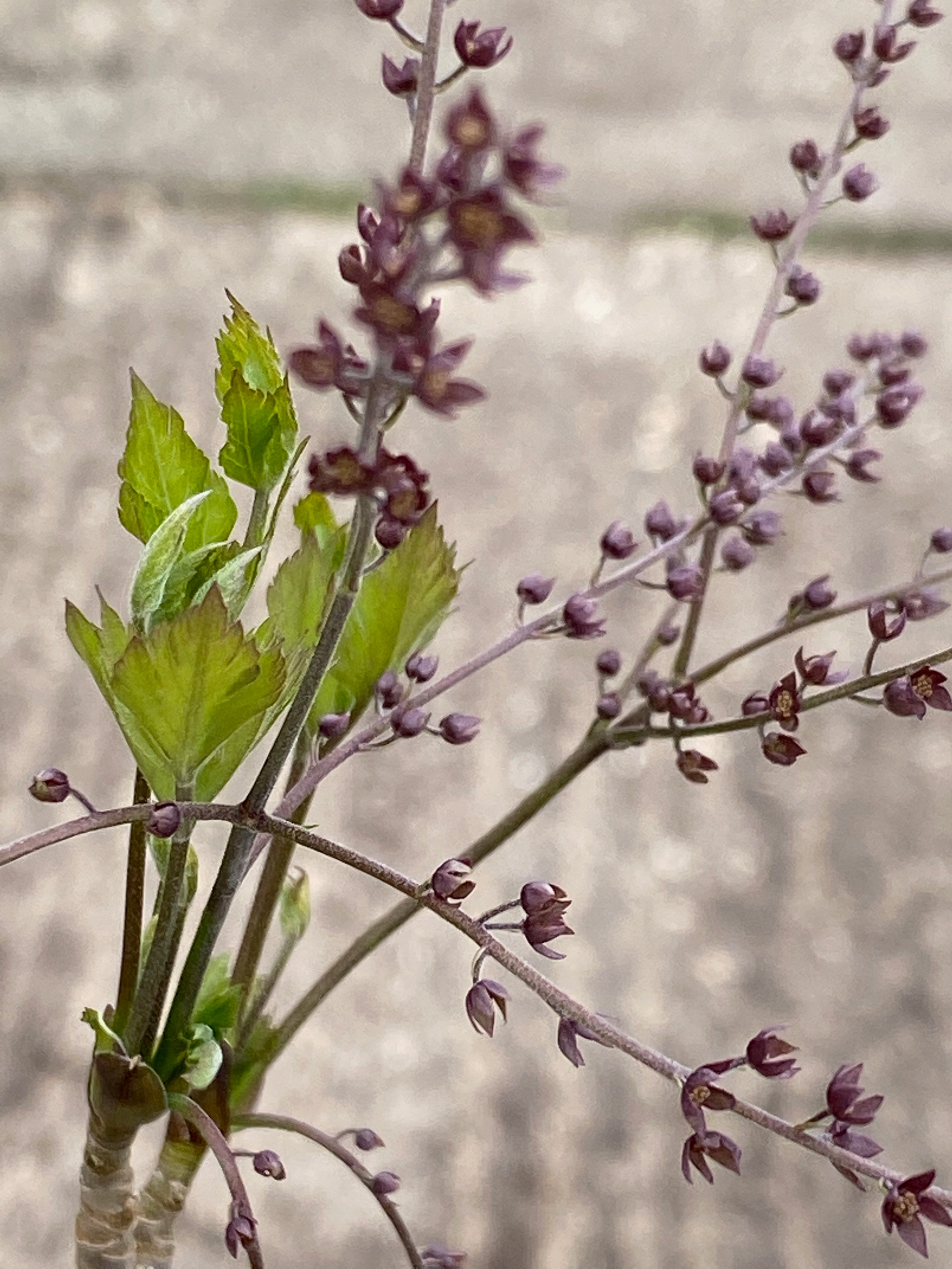 Xanthorhiza simplicissima