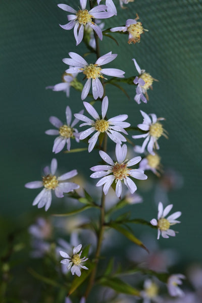 Aster ‘Primrose Path’