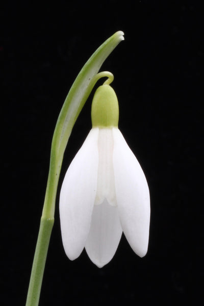 Galanthus nivalis ‘Yellow Angel'