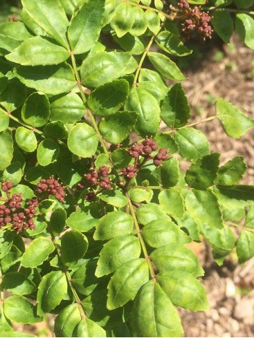 Zanthoxylum piperitum var. inerme