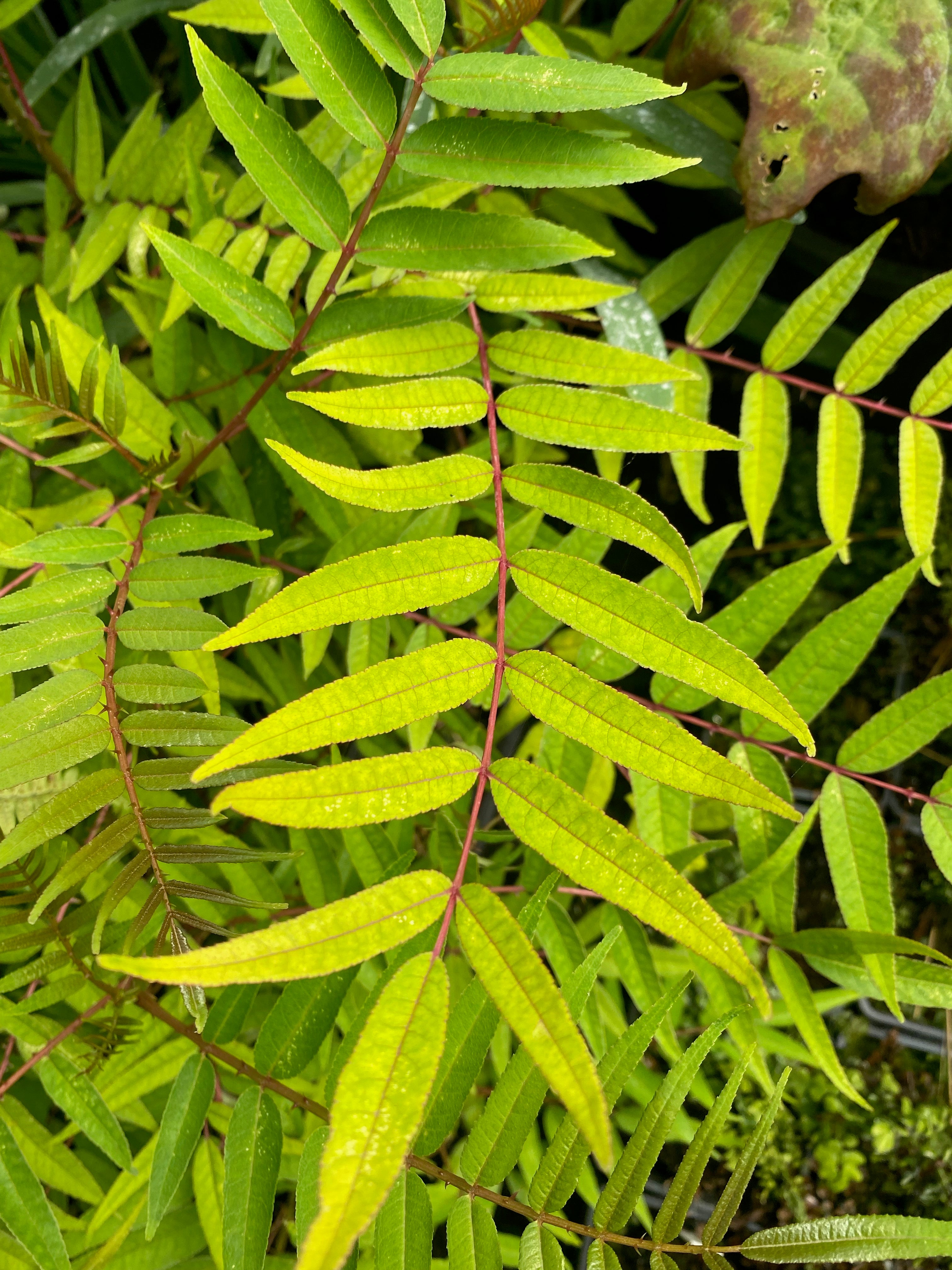 Zanthoxylum ailanthoides