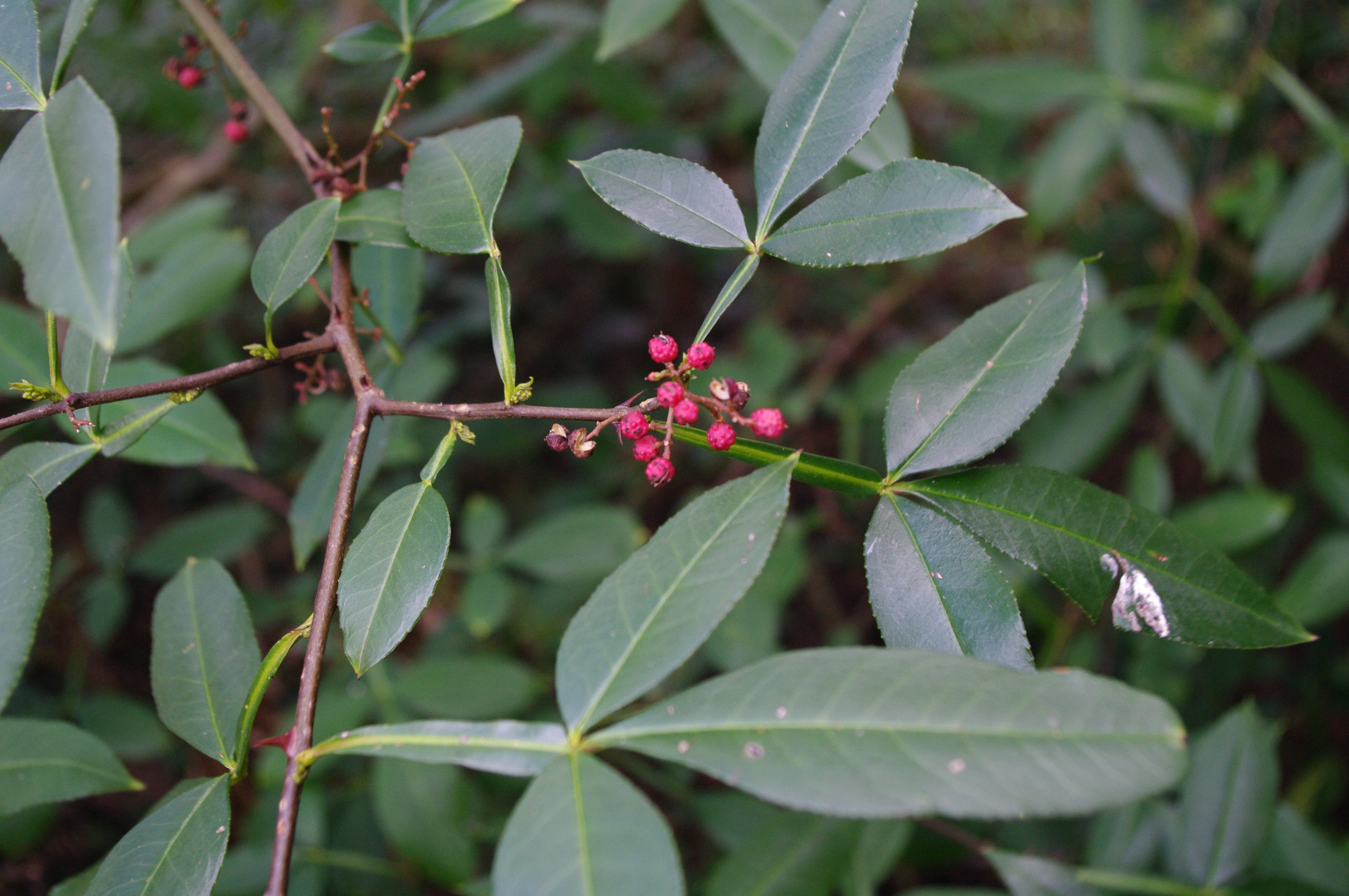 Zanthoxylum armatum