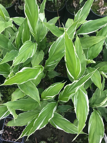 Zingiber mioga 'White Feather'