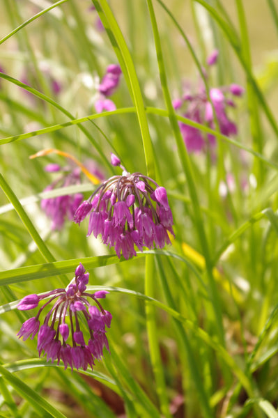 Allium cyathophorum var. farreri