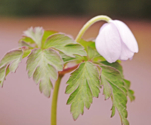 Anemone nemorosa ‘Parlez Vous’