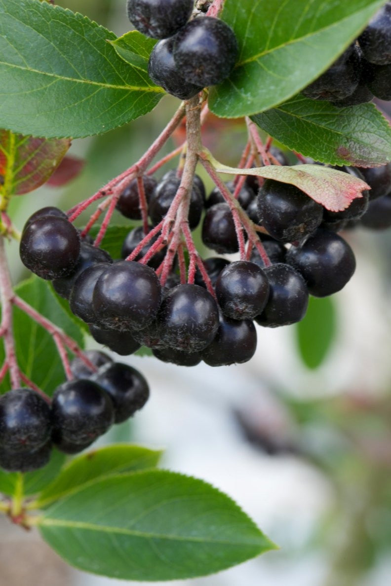 Aronia x prunifolia ‘Viking’