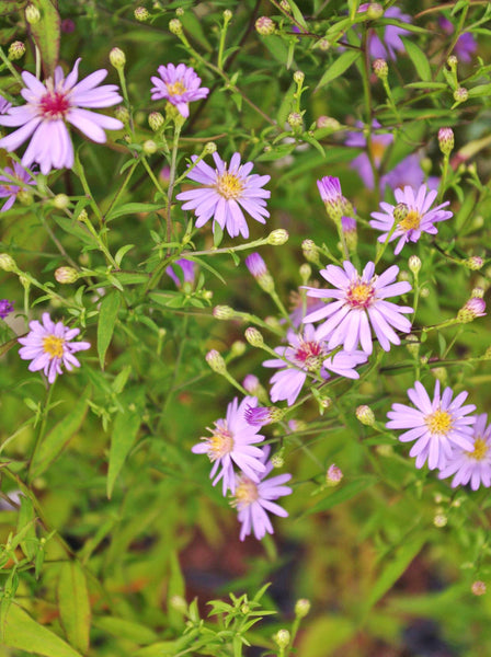 Aster ‘Little Carlow’ (cordifolius hybrid) AGM