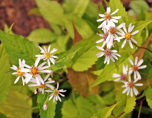 Aster (Eurybia) schreberi