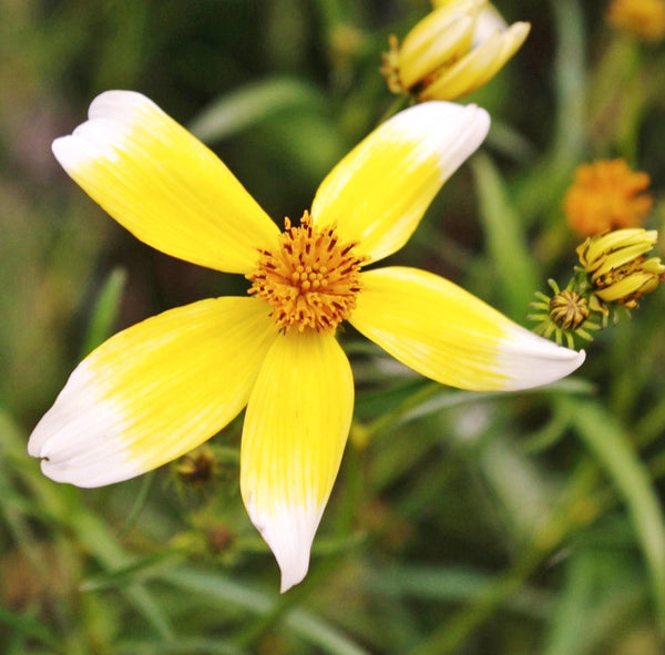 Bidens aurea 'Hannay's Lemon Drop'