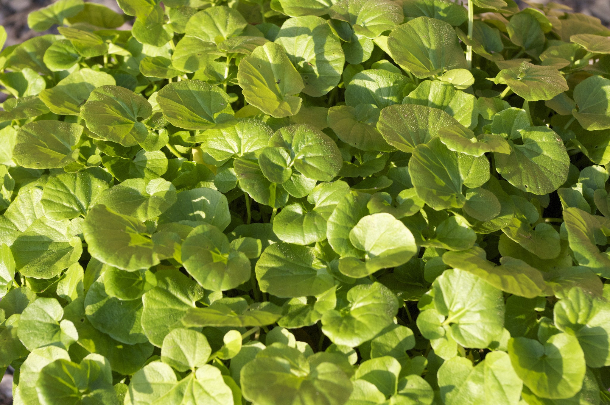 Cardamine raphanifolia