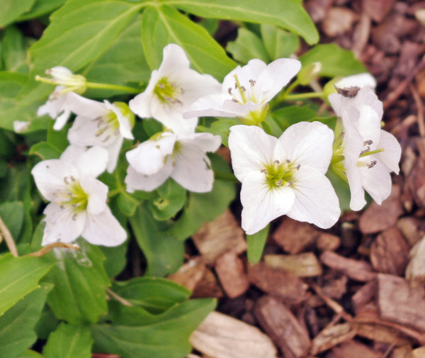 Cardamine waldsteinii
