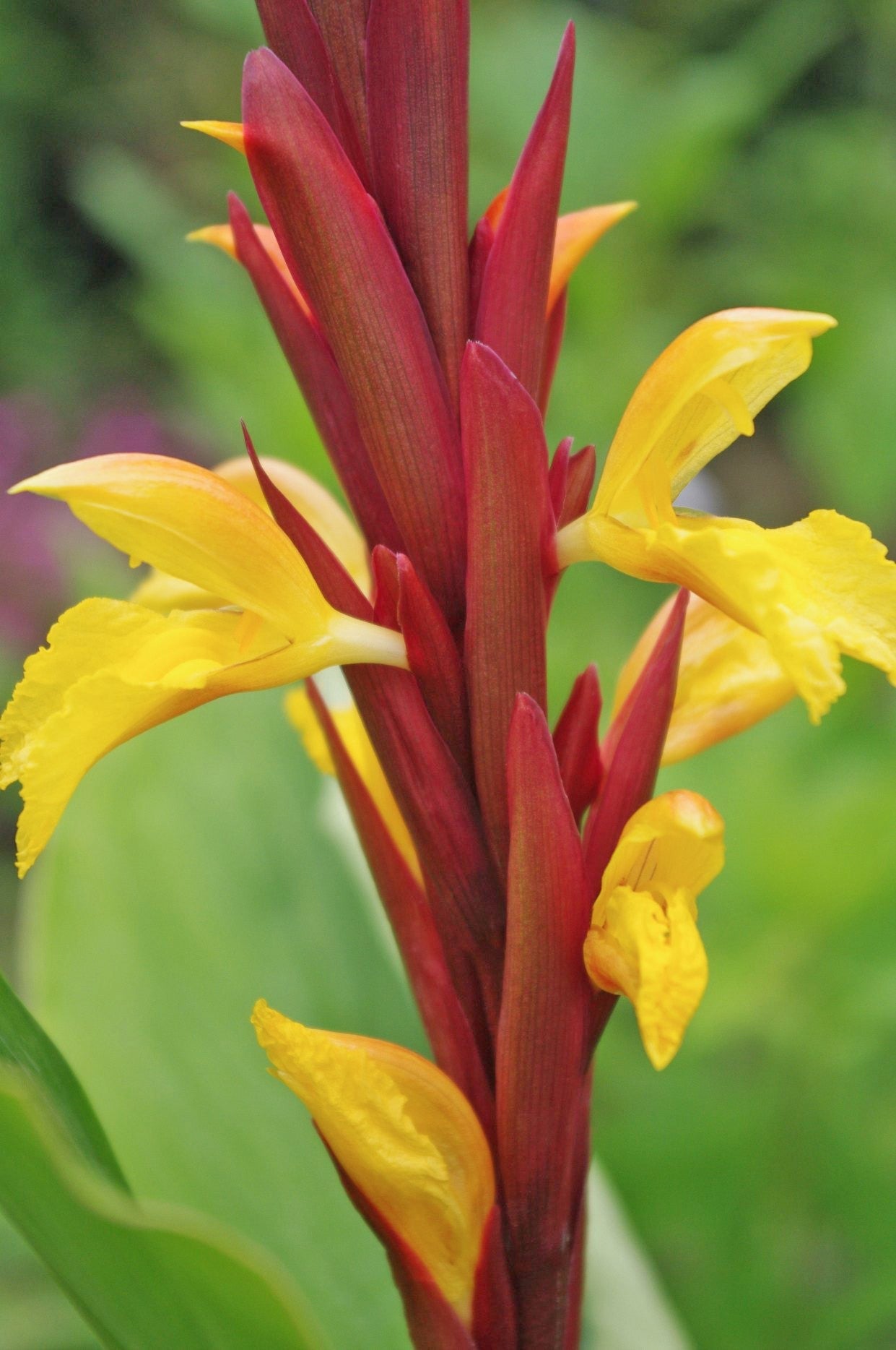 Cautleya spicata ‘Crug Compact’