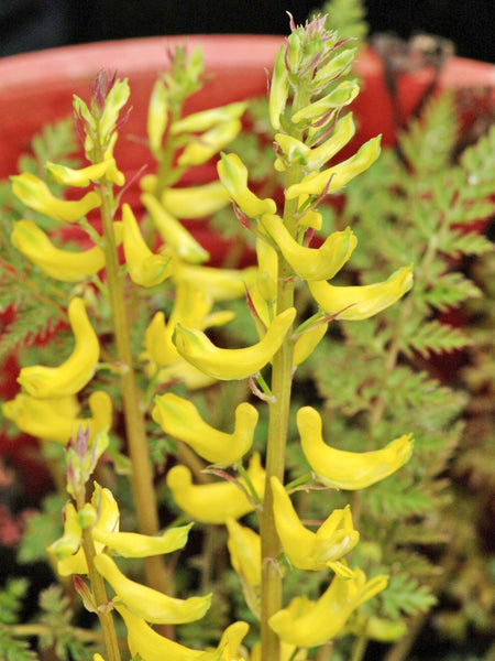 Corydalis cheilanthifolia