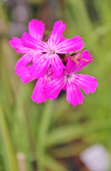 Dianthus carthusianorum
