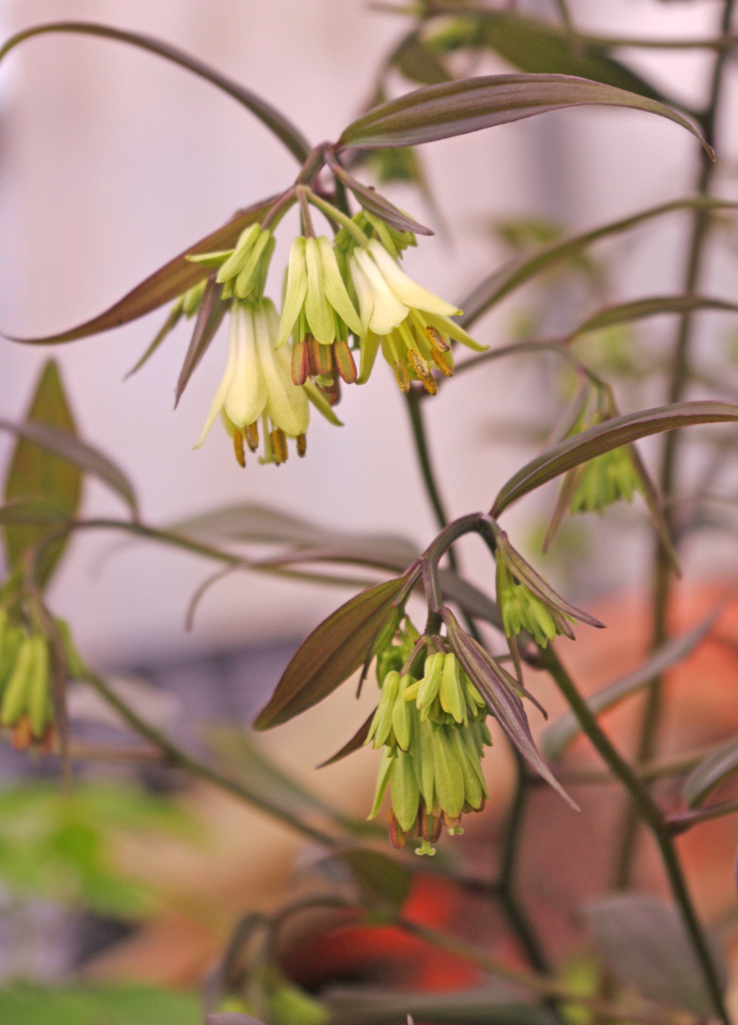 Disporum longistylum ‘Night Heron’