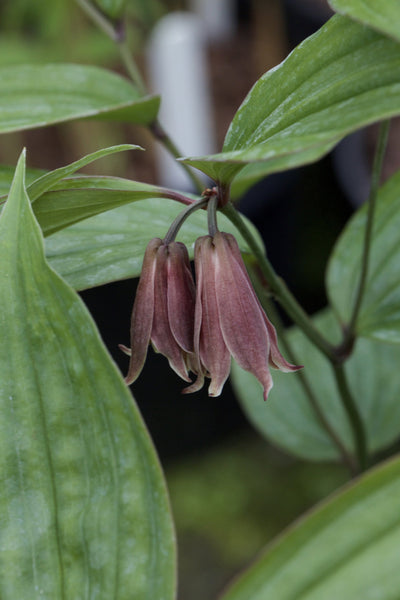 Disporum cantoniense 'Roni'