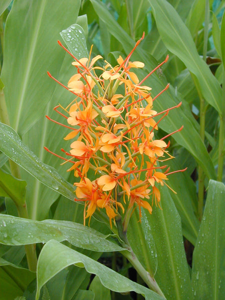 Hedychium x moorei ‘Tara’ AGM