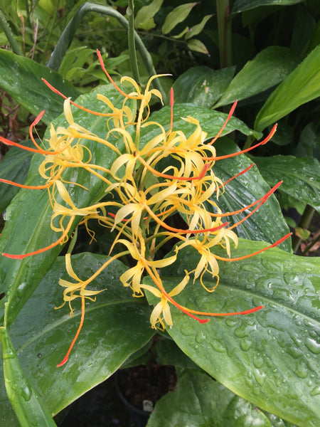 Hedychium gomezianum