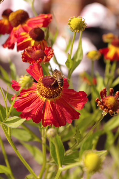 Helenium ‘Septemberfuchs’