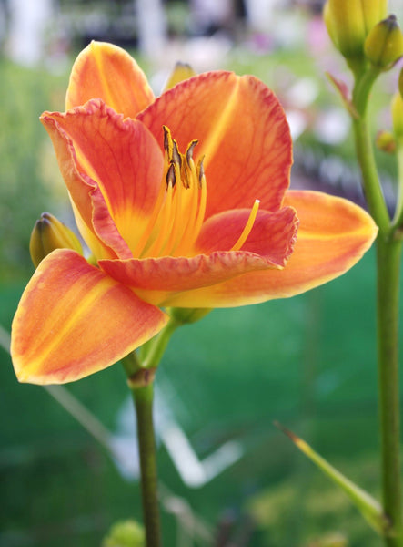 Hemerocallis ‘Staghorn Sumac’