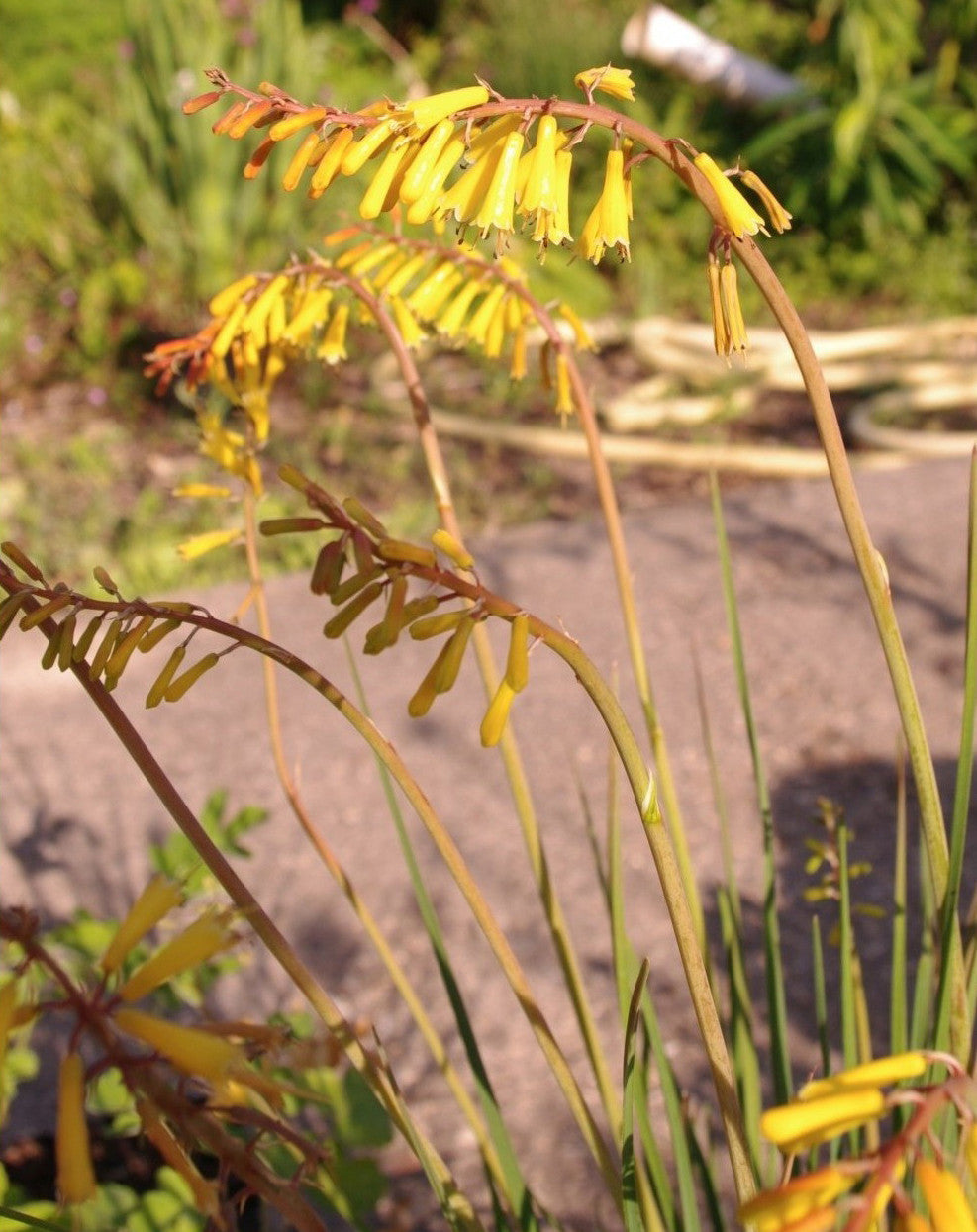 Kniphofia pauciflora
