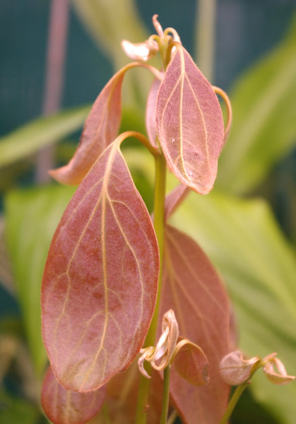 Neolitsea sericea
