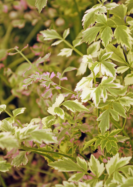 Oenanthe javanica ‘Flamingo’