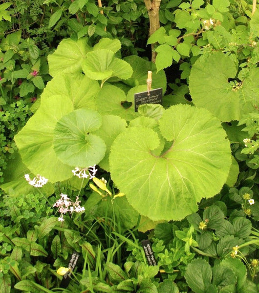 Petasites japonicus var. giganteus