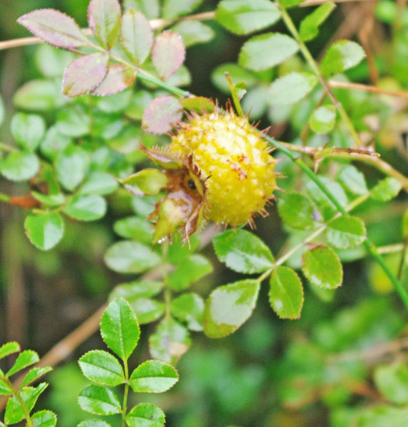 Rosa roxburghii