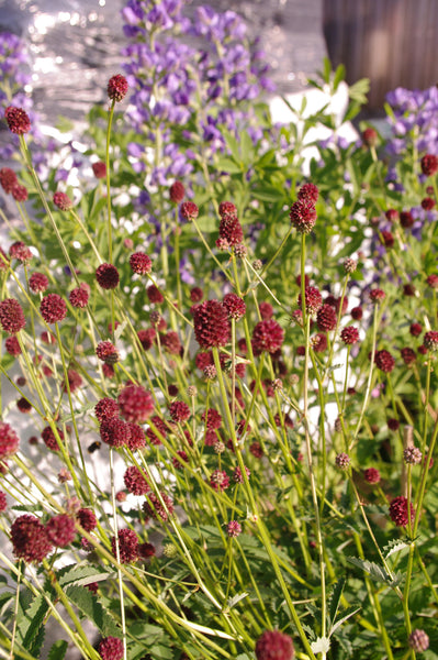 Sanguisorba officinalis ‘Tsetseguun’