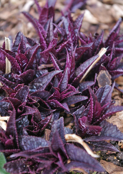 Scrophularia lateriflora PAB 3921