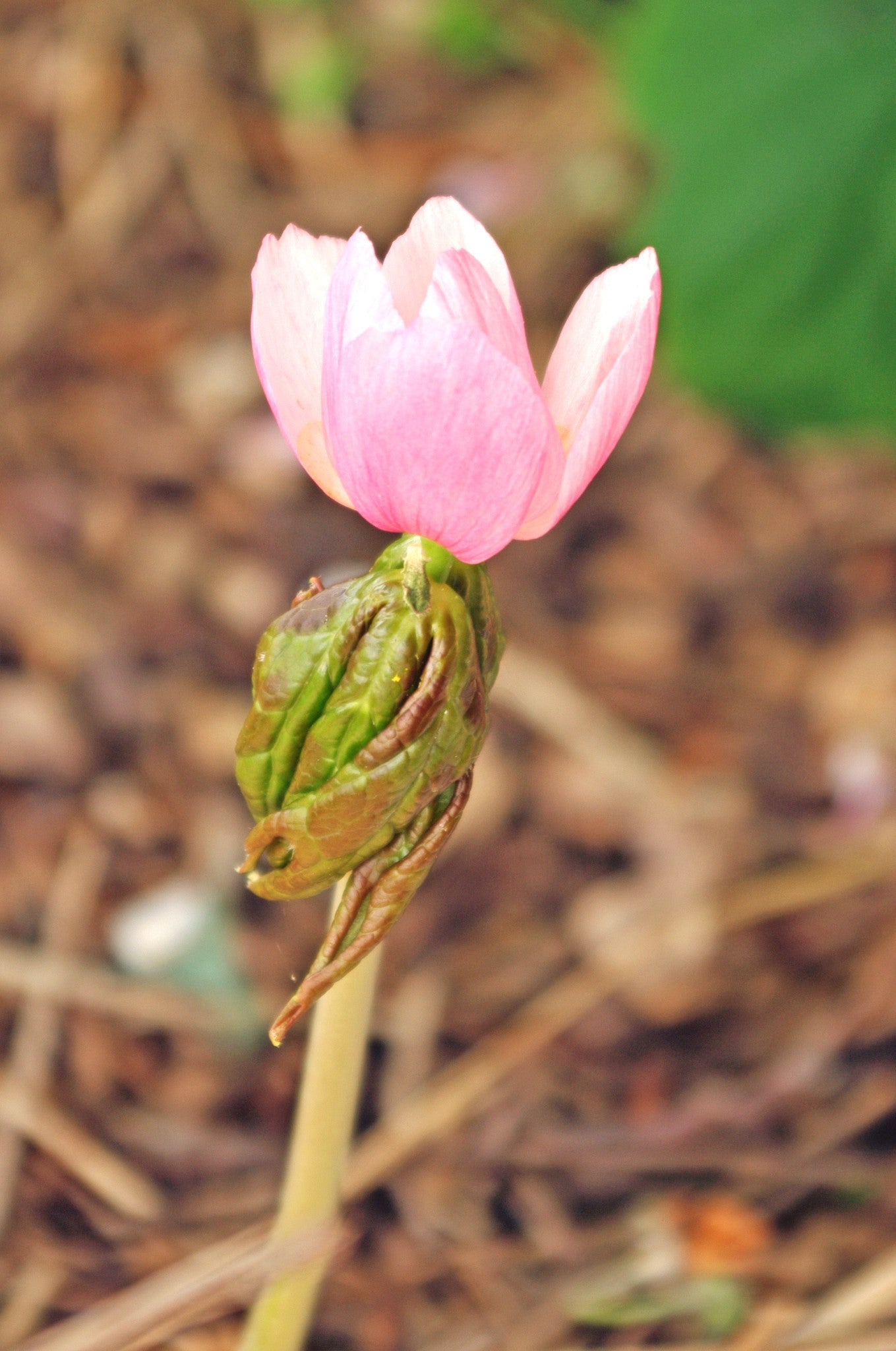 Podophyllum hexandrum var. chinense